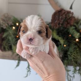 Macie - Blenheim female Cavalier King Charles Spaniel puppy in Stevens, Pennsylvania from Jodi's Cavalier King Charles Spaniels and Cavapoos