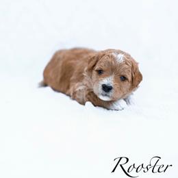 Rooster - Red  male Goldendoodle puppy in Boise, Idaho from Goldendoodle Baby