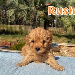 Rush - Apricot male Cavapoo puppy in Austin, Texas from Lucy Lou’s Cavapoos