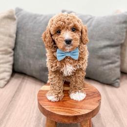 Jackson - Apricot male Cavapoo puppy in Ormond Beach, Florida from Florida Coast Doodles