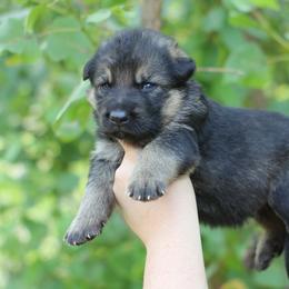 3rd choice male - Sable male German Shepherd puppy in Lucasville, Ohio from Trusting Hearts Kennel