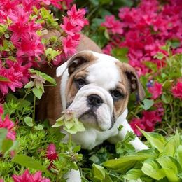 Bulldogs from Artemis Bulldogs