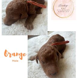 Orange - Male - Red  male Poodle puppy in Lima, Ohio from Buckeye Red Standard Poodles