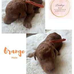 Orange - Male - Red  male Poodle puppy in Lima, Ohio from Buckeye Red Standard Poodles