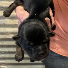 Boy 3 - male Miniature Australian Shepherd puppy in Godley, Texas from Nana and Paws Aussies