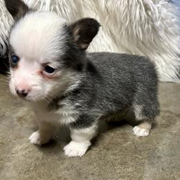 Millie - Blue female Pembroke Welsh Corgi puppy in Clinton, Tennessee from High Hopes Farm