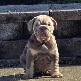 Chloe - Lilac tri-color female Bulldog puppy in Harrisburg, Pennsylvania from Central PA WiggleButts Bulldogs