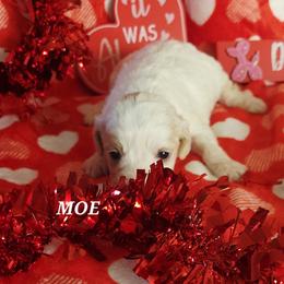 Moe - White male Cavapoo puppy in Wentworth, Missouri from Newton County Cavaliers & Cavapoos LLC