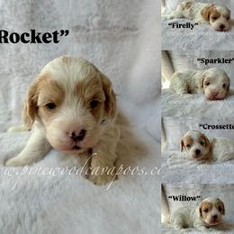 Cavapoo puppies from Pinewood Cavapoos
