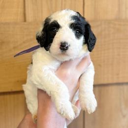 Jewel - Black and white female Sheepadoodle puppy in Danville, Indiana from Marley’s Doodle Ranch