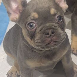 French Bulldogs from King Of The Frenchie