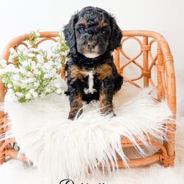 Detroit - Phantom male Goldendoodle puppy in from Pink Poodles and Doodles