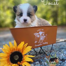 Toast - Red male Pembroke Welsh Corgi puppy in Cameron, North Carolina from Butts Family Corgis