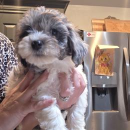 Duke - male Golden Mountain Doodle puppy in Palestine, Texas from KK's Doodle Bunch