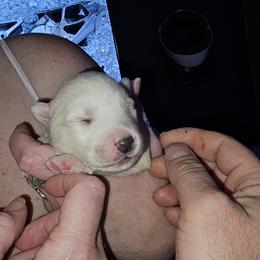 Pomsky Puppies from Thors litter