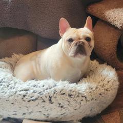 Meep - French Bulldog