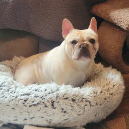 Meep - French Bulldog
