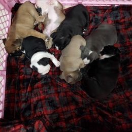 Bulldog Puppies from Laurie Juneau's Bulldogs