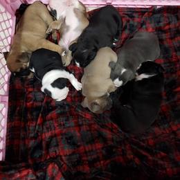 Bulldog Puppies from Laurie Juneau's Bulldogs