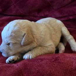 Hope - Apricot female Labradoodle puppy in Churchill County Fallon, Nevada from Card Family Ranch