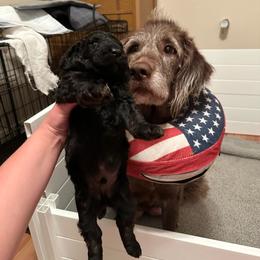 Winchester - Black male Labradoodle puppy in Chesterfield County, Virginia from Doodling Around