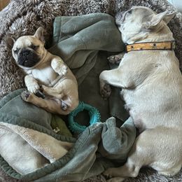 French Bulldogs from Faye’s Fabulous Frenchies