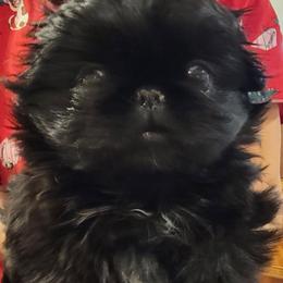 Fifi - Black female Pekingese puppy in Florence, Alabama from Keyna's Pekes