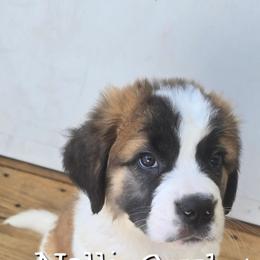 Nelli - White and brown female Saint Bernard puppy in Kaukauna, Wisconsin from Holtz Family Saints