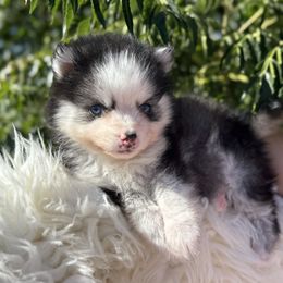 CiZi - Black and white male Pomsky puppy in San Bernardino County And Serving Los Angeles County, California from Legendary Pomskies