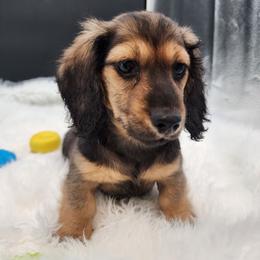 Finn - Black and cream male Dachshund puppy in Smallett, Missouri from Doxie Holler