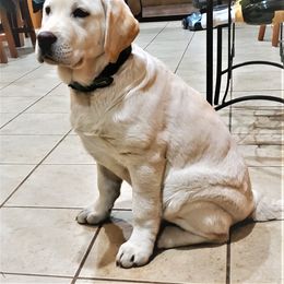 Labrador Retriever Puppies from True Labradors