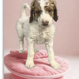 Snow - Parti female Goldendoodle puppy in Ellenburg Center, New York from Kristin's Puppies
