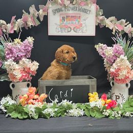 Golden Retriever Puppies from KP Golden Retrievers