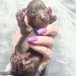 Arthur (Darker Brown) - Brown male Shihpoo puppy in Delphos, Ohio from Route 66 Poodles & Doodles, Sapphire Shih-tzu's of Ohio