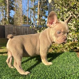 French Bulldog Puppies from Melvin Hodges