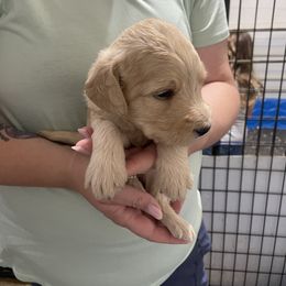John - Cream male Labradoodle puppy in Craig, Nebraska from Top Knot Companions Poodles and Labradoodles