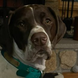 English Setters, German Shorthaired Pointers, German Wirehaired Pointers, and Labrador Retrievers from Point and Flush Gun Dogs