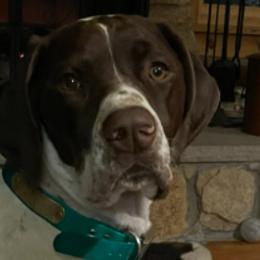 English Setters, German Shorthaired Pointers, German Wirehaired Pointers, and Labrador Retrievers from Point and Flush Gun Dogs