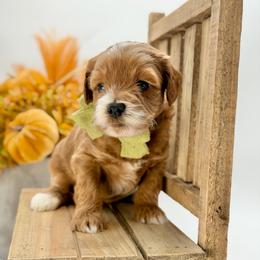 Hank - Red  male Goldendoodle puppy in Queen Creek, Arizona from Goldendoodle AZ