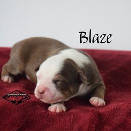 Blaze - Red tri male Miniature Australian Shepherd puppy in Cody, Wyoming from Quartz Creek Aussies
