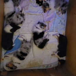 Collie Puppies from Katrina's Collies