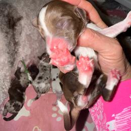 Hot pink ras - Brown and white female Bernedoodle puppy in Curtice, Ohio from The Pink Doghouse