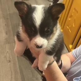 Silver - Black and tan male Pembroke Welsh Corgi puppy in Lavon, Texas from Living Simply with Corgi's