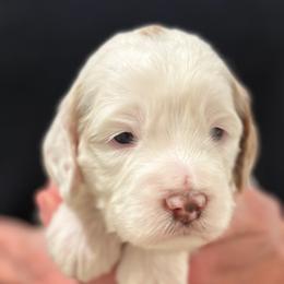 Boy 3 - Cream male Australian Labradoodle puppy in Bend, Oregon from High Desert Labradoodles