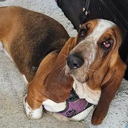 Basset Hound puppies from The Basset Family