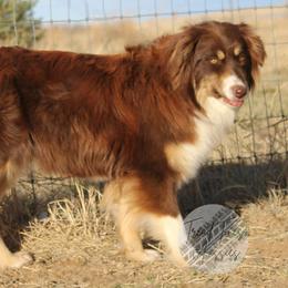 Australian Shepherd puppies from Tréad Tines Aussies