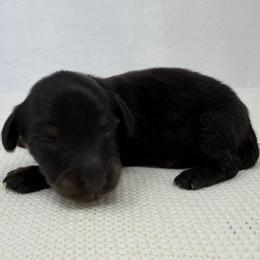 Axl - Black and tan male Dachshund puppy in Pulaski, Tennessee from Billboard Doxies