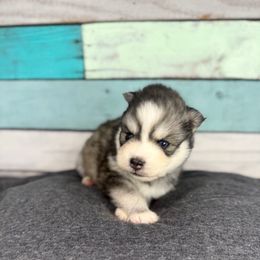 Mufasa Possible waitlist hold - Black and white male Pomsky puppy in Krum, Texas from Paw-Some Pomskies