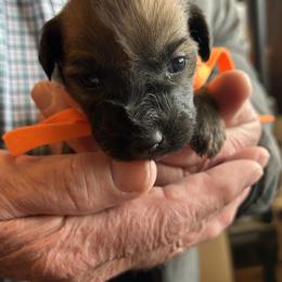 Hobbit (Orange Collar) - Wheaten male Soft Coated Wheaten Terrier puppy in Cody, Wyoming from Yellowstone Breeders