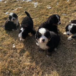 Bernese Mountain Dog Puppies from Diaz Farm